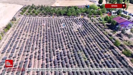 Sivas'ta bozkırı lavanta bahçesine dönüştürdü