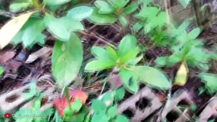 MOST SCARY Swamp Creatures