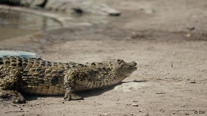 Nigeria: Seeking divine intervention from crocodiles
