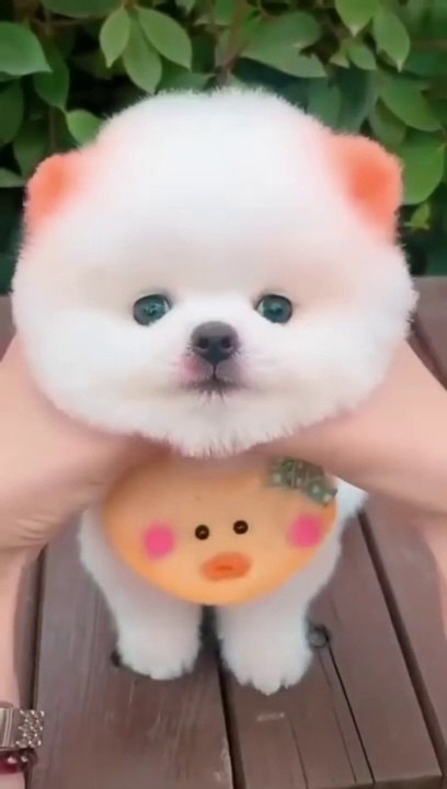 Cute Dog #shorts #1mviews  #monking #catvideos #viral #dogs #cutedog #shortsfeed #shortvideo