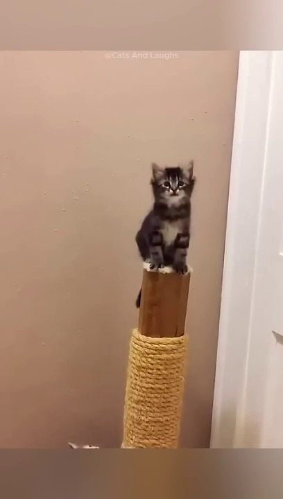 funny cats  episode 339 #shorts