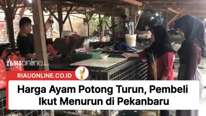 Harga Ayam Potong Turun, Pembeli Ikut Menurun di Pekanbaru
