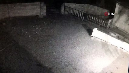 Aç kalan kurt koyunlara saldırdı! Ağıldaki kaçışma anları kamerada