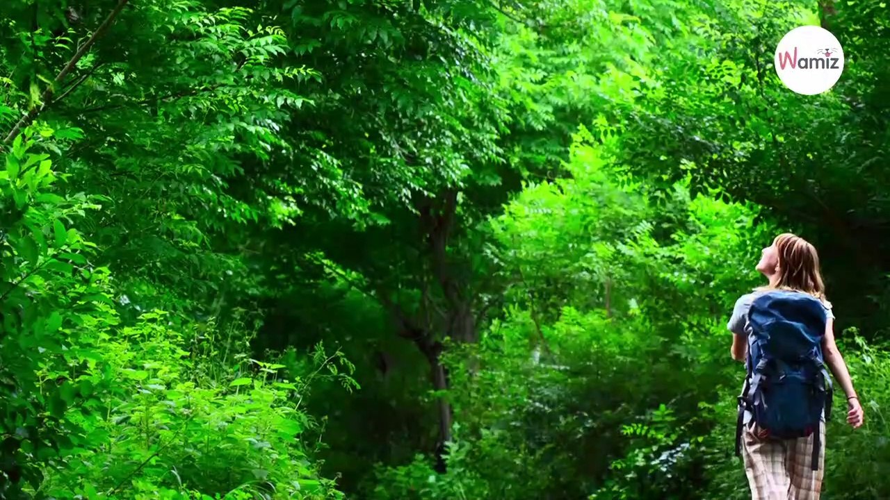 Frau hört ein Wimmern im Wald: Als sich der Boden bewegt, packt sie das Grauen