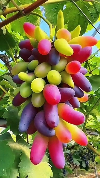 Surah Rahman Tilawatul_Quran beautiful voice translation Urdu