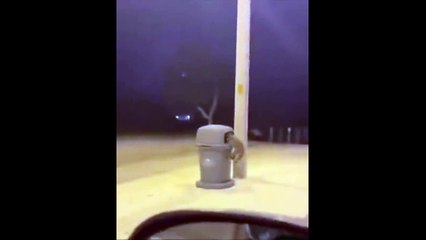 Lui il a beaucoup trop bu... petit raton laveur