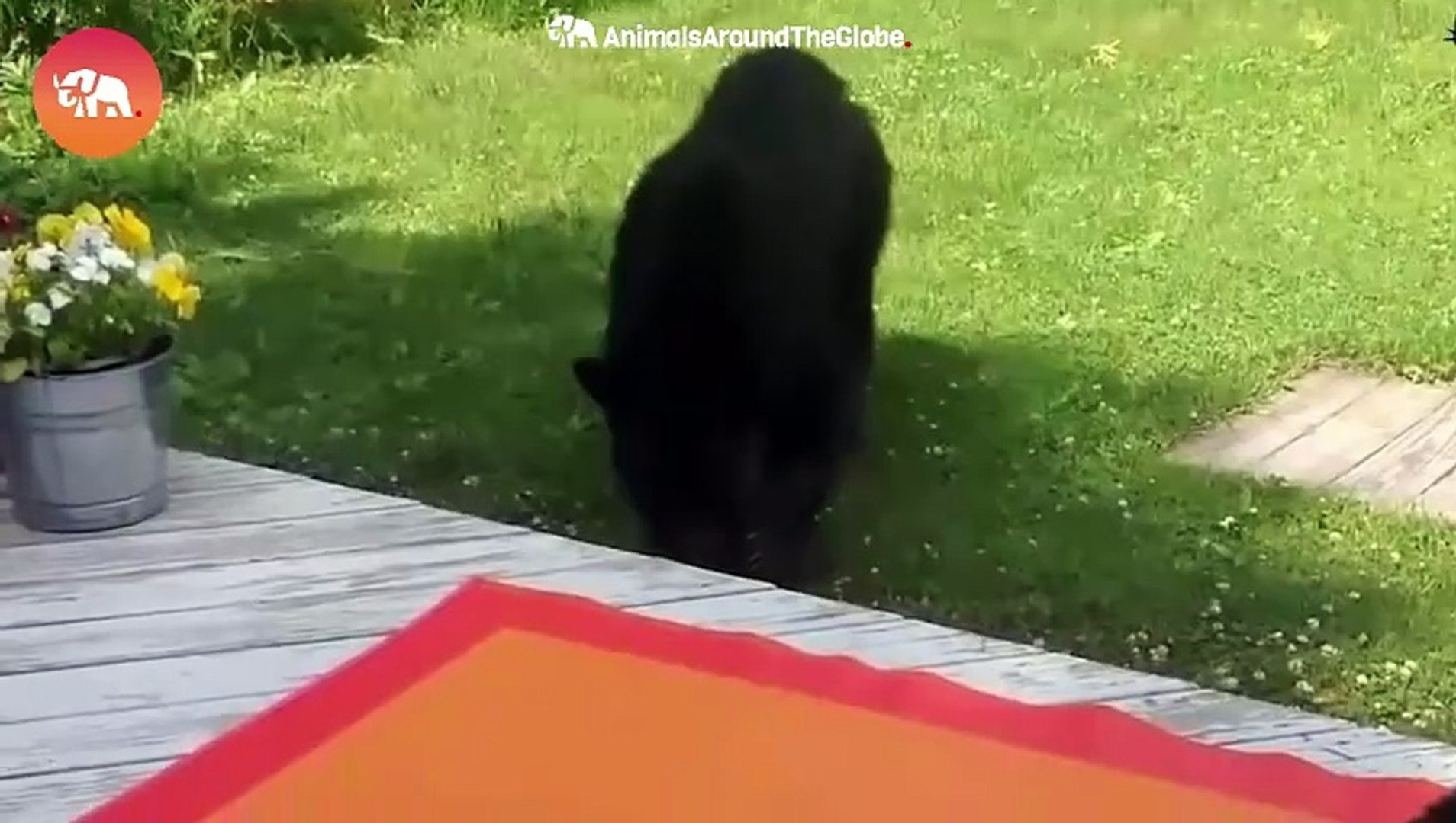 Cats VS Other Animals! Cats Being Cats!