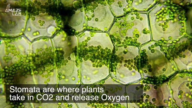 Researchers Accidentally Find Trees ‘Holding Their Breath’ During Wildfires