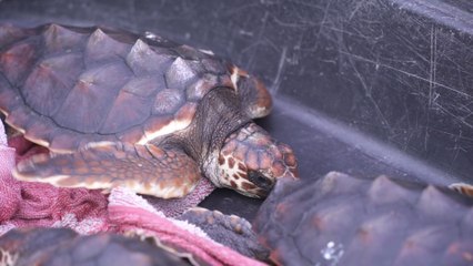 De la cautividad al mar: la vida de cinco tortuguitas en un zoológico de Málaga