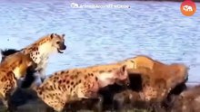 When Animals Messed With The Wrong Opponent