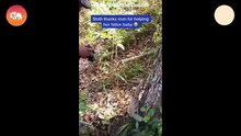 These Animals Were Rescued Just in Time! Heartfelt Moments! #animals #nature #wildlife