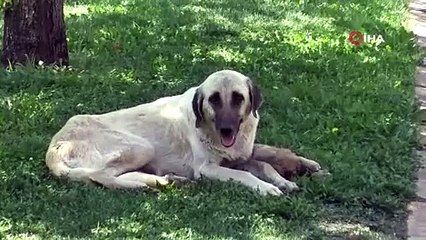 Köpeklerden kaçarken canından oluyordu! CHP'li belediyeler bu görüntüden haz mı alıyorsunuz?
