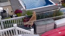 Video. Golden Retriever decide di andare nel giardino dei suoi vicini: il motivo è adorabile