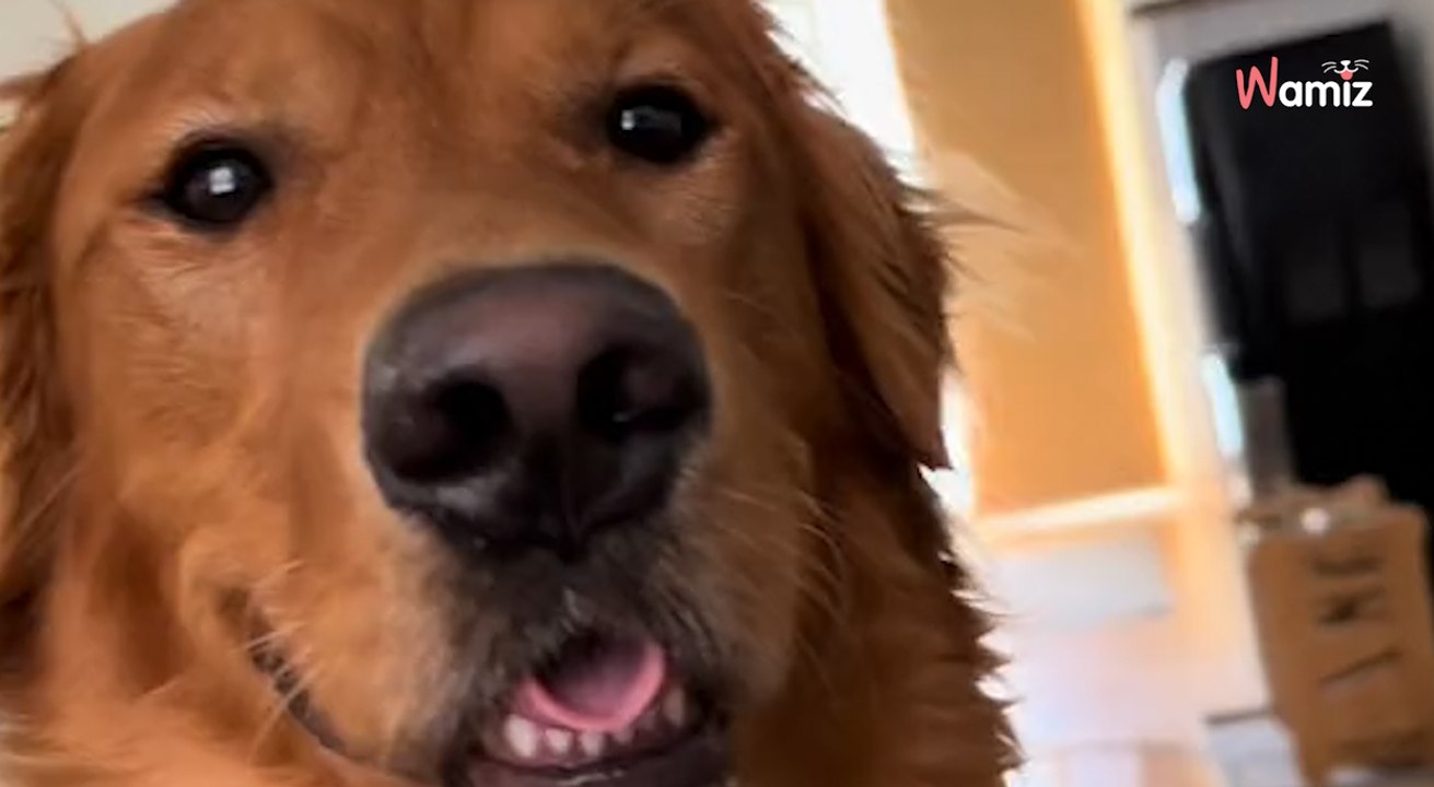 Video. Rivela la lista dei cibi assurdi che il suo Golden Retriever ha mangiato: gli internauti sudano freddo