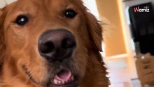 Video. Rivela la lista dei cibi assurdi che il suo Golden Retriever ha mangiato: gli internauti sudano freddo