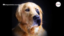 Enzo: golden retriever o najdziwniejszym pysku na świecie