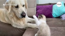 Golden retriever budzi się i widzi kociaka: jego reakcja jest urocza (video)