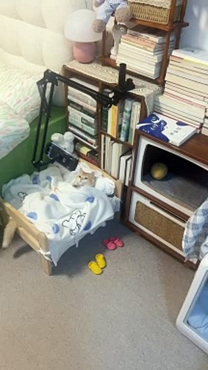 Cat watching Tv on bed