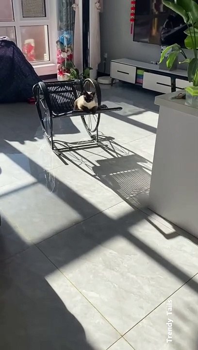 Cat Relaxing