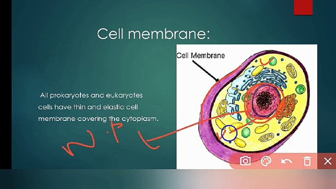 cellular structure and function in Urdu | class 9 Biology  | cell wall, cell membrane, cytoplasm and cytoskeleton | cells and tissues | chp # 4 | Lec # 6