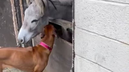 Gentle donkey receives a warm hug from a loyal dog on a farm