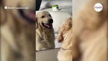 Golden retriever trenuje groźne miny i jest w tym... przekomiczny! (video)