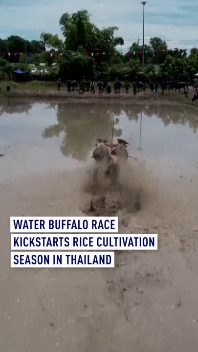 Water buffalo race kickstarts rice cultivation season in Thailand