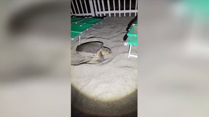 Trovato un nuovo nido di Caretta caretta a Finale Ligure