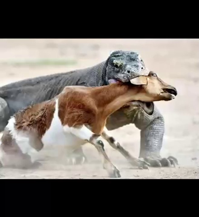 Komodo Dragon vs goat   #wildanimals
