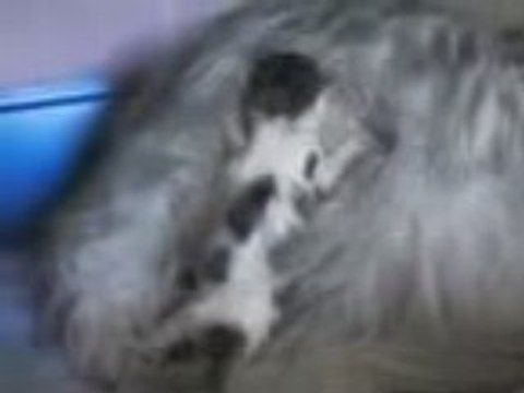 Bébés chats - 1er jour