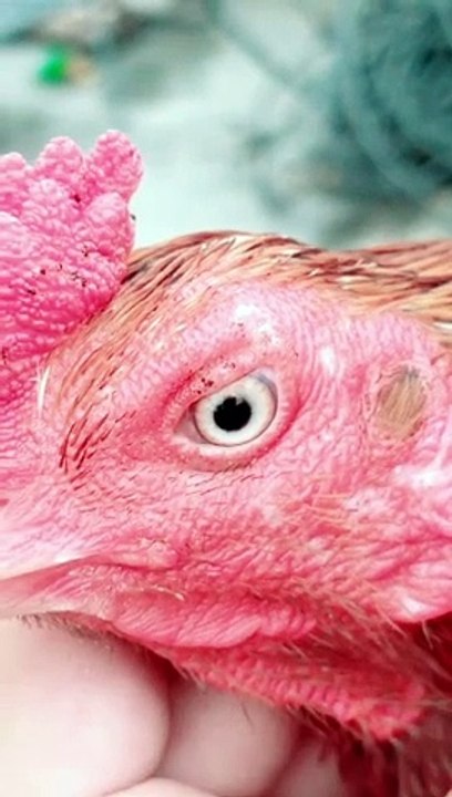 Aseel Bird