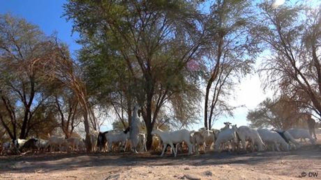 Salvar el tamarugo, el árbol del desierto - Vídeo Dailymotion