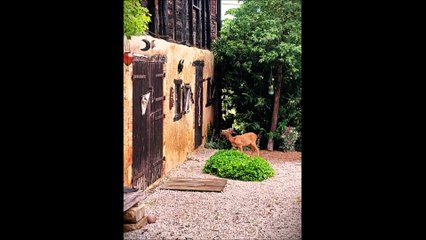 Un Chevreuil à Cassaet (juin 2024)