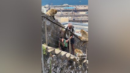 Chaos in Gibraltar: terrified dad and child trapped by monkey attack!