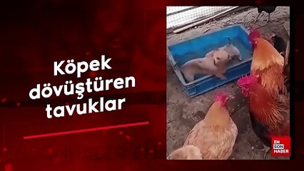 Köpek dövüştüren tavuklar