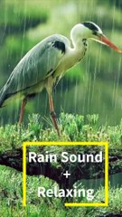 Tranquil Rain Sounds for Peaceful Sleep #shorts
