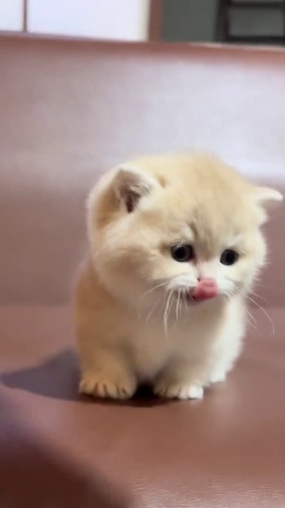 Chubby Cry baby cat