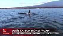 Galapagos adalarında bir orka, deniz kaplumbağası avlarken görüntülendi