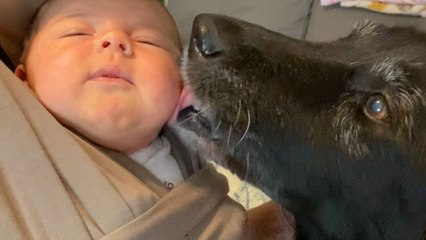 74-pound Senior Foster Dog Thinks She's A Chihuahua