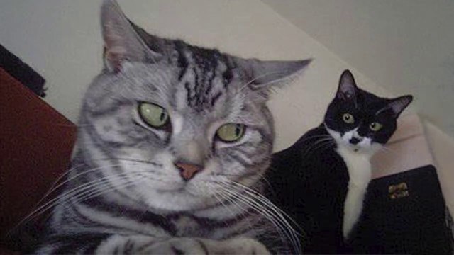 Isn’t Having Two Cats the BEST!Funniest CATS Video