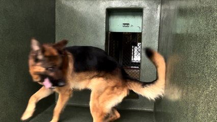 Dog Can't Stop Spinning In The Shelter Until...