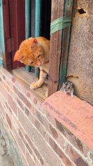 Cat Vs mouse Fight Funny Video