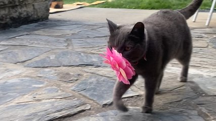 Cat Brings Her New Mom Flowers Every Single Day