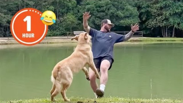 Funny & Hilarious People's Life ll Try not to Laugh l Funny Fails Compilation