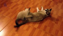 cat playing with her mom