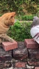 Cat Vs Pigeon Fight |  Funny Video | Amazing Video
