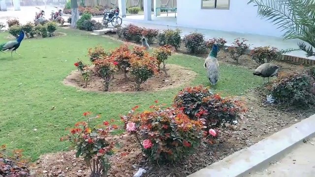 Life style of bird's peacocks pigeons hens chakor walking all over