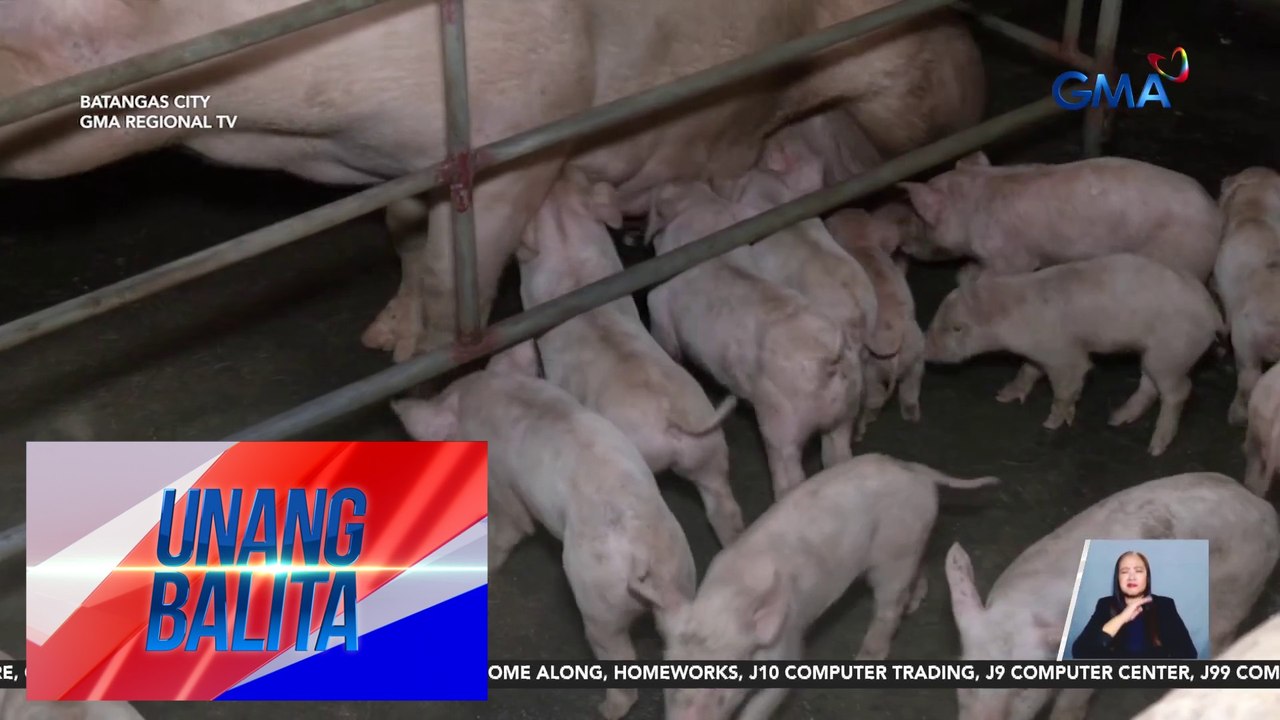 Biosecurity at pagkuha ng mga permit ng mga babuyan, pinaigting kasunod ng mga naitalang kaso ng African Swine Fever | Unang Balita