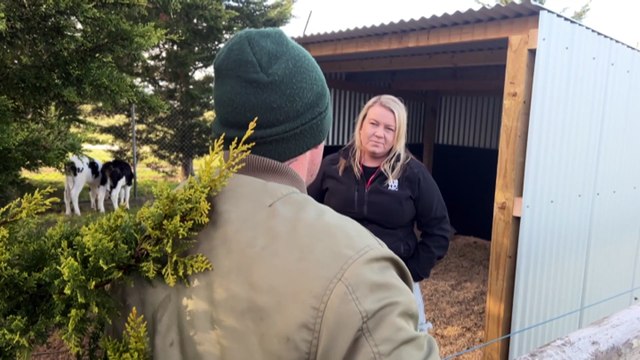 Prison inmates in Gippsland learning how to be dairy farmers