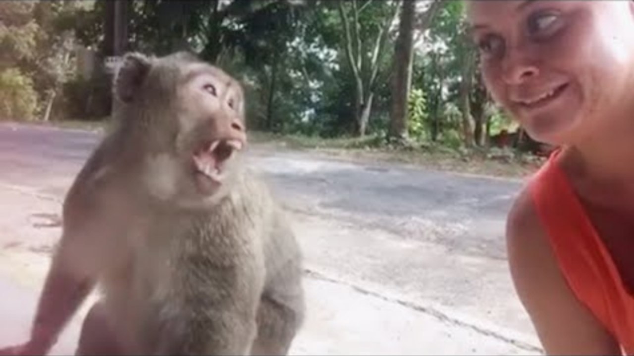 Funniest Cats and Dogs Videos l Hilarious Animal Compilation - Funny videos